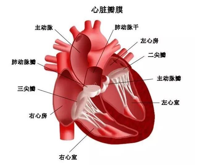 负离子可以吸附到烟雾、粉尘等悬浮粒子上，使之沉淀降